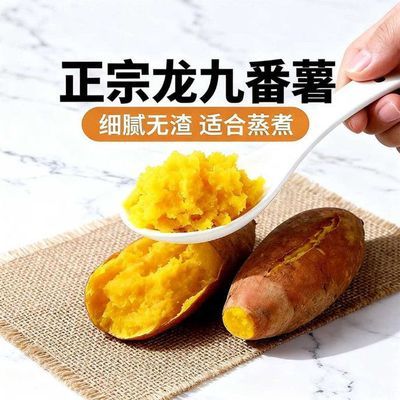 2026年开封新鲜现挖龙九红薯番薯新鲜黄心红薯沙地农家地瓜香甜干