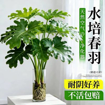 超大号春雨大叶水培植物春羽盆栽室内龟背竹绿植绿萝好养办公桌面
