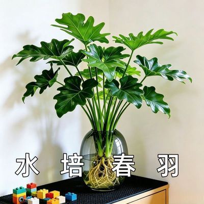 水培植物春羽盆栽蔓绿绒室内龟背竹春雨绿植常青绿萝好养办公桌面