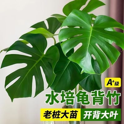 龟背竹水培水养盆栽土植物净化空气室内绿植花卉耐阴四季常青优惠商品图片
