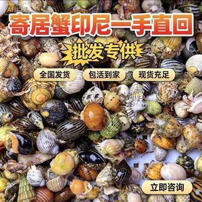 批发陆生寄居蟹懒人活物宠物新手摆摊夜市可爱灰白深紫观赏网红