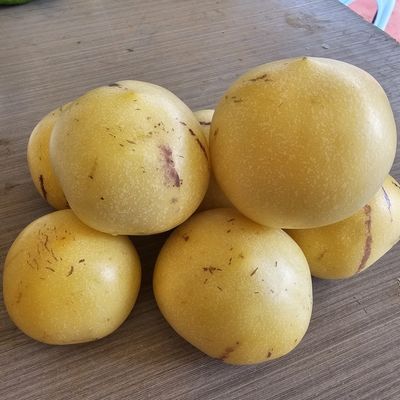 【助农】云南石林树熟人参果黄肉圆果当季新鲜采摘果农直发