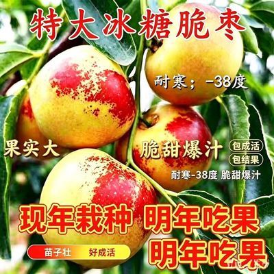 正宗无核冰糖南北方南方盆栽特大庭院枣树果树冬枣种植当年耐寒优惠商品图片