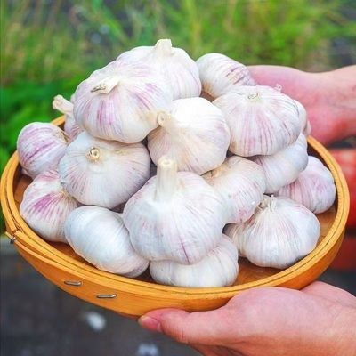 当季净重大蒜10斤装大蒜头晒干新鲜农家优质便宜可吃大果大个大头