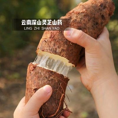 云南老品种灵芝山葯老少皆宜新鲜白肉蔬菜淮山非铁棍麻特现挖批发