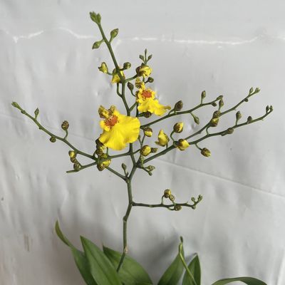 1支A级文心兰跳舞兰,叶片翠绿花茎修长花香淡雅花期持久花苞发货