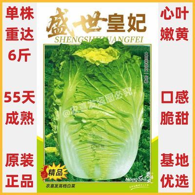 盛世皇妃早熟黄心大白菜种子娃娃菜春夏秋冬四季播黄心白菜蔬菜种优惠商品图片