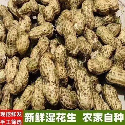 正宗2026新鲜花生农家湿花生现挖花生带壳新鲜湿花生可水煮老少