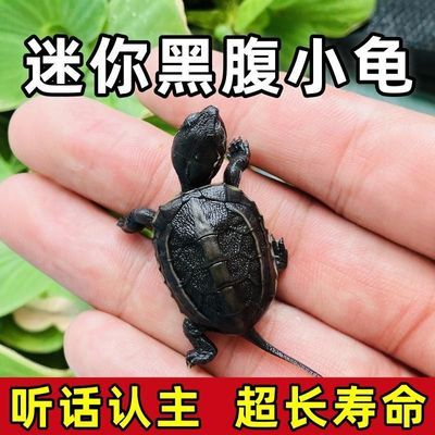 网红认主人迷你黑腹乌龟宠物活体玄武小乌龟苗长寿迷你家养草龟苗