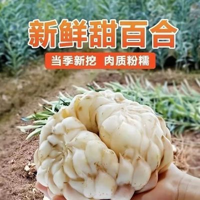 腾冲百合正品可食用百合糯不苦新鲜食用现挖正宗鲜菜产地