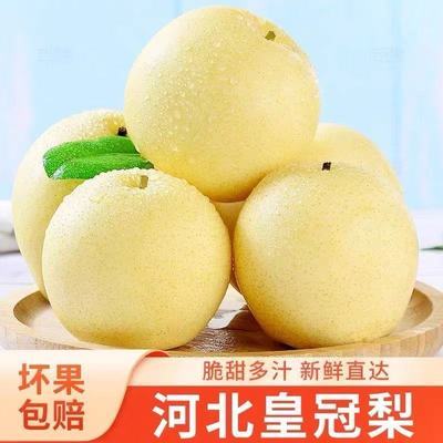 正宗新鲜河北皇冠梨应季脆甜多汁新鲜应季水果清热批发美味包邮