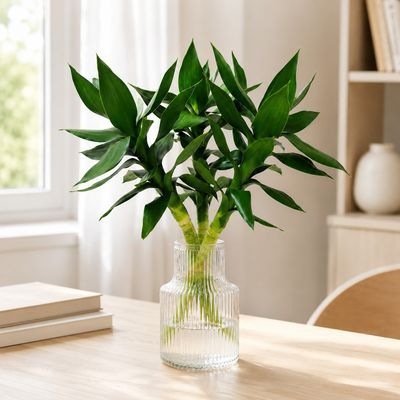 观音莲花竹水培绿植家居好养净化空气吸甲醛四季易活盆栽办公桌