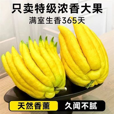 精品佛手柑新鲜现摘鲜果供奉水培车载闻香观赏清供巨大号佛手柑果优惠商品图片