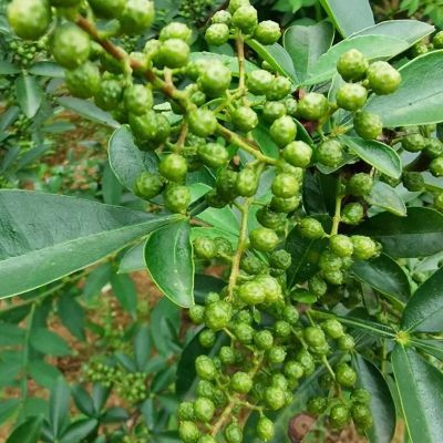 新鲜青花椒椒正宗 可食用正宗花椒真空保鲜生藤椒麻椒花椒现摘