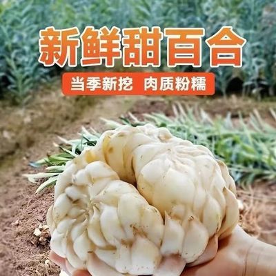 云南食用新鲜现挖火山灰百合优选新鲜百合优惠商品图片