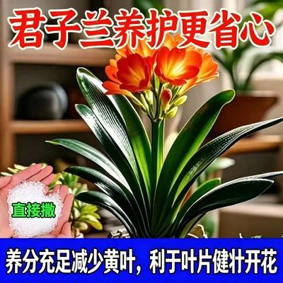 【专治不开花】君子兰快速拔箭授粉专用营养肥防黄叶不对称