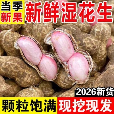 2026新鲜湿花生农家自种手工筛选现挖现发可水煮花生带壳新鲜花生