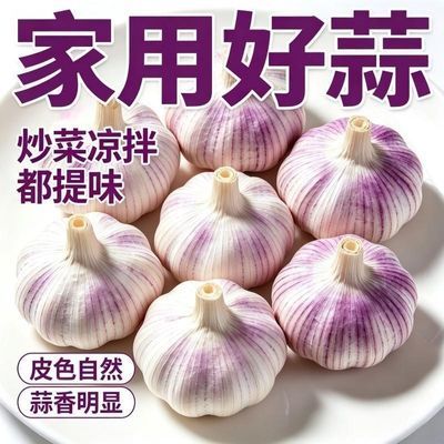 【十足干】河南紫皮大蒜头农家新干蒜特大果大蒜头新鲜大蒜批发