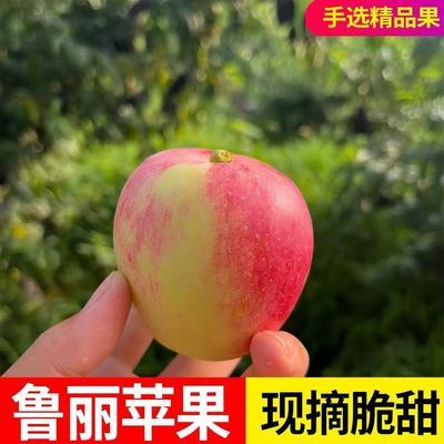 正宗鲁丽晨阳小苹果现摘现发当季新鲜苹果老人孕妇小孩水果苹果