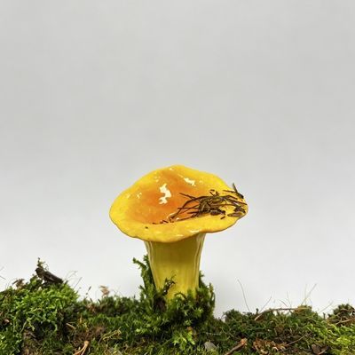 云南野生菌黄鸡油菌冰箱贴  摆件 桌面微景观造景 云南伴手礼