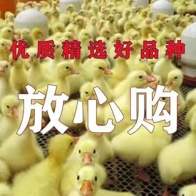 幼鹅苗三花白鹅苗活的产蛋王鹅苗苗活苗散养大白鹅苗大种白鹅苗【7天内发货】