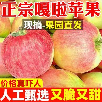 【果园直发】正宗嘎啦苹果脆甜应季新鲜水果小苹果非红富士丑苹果