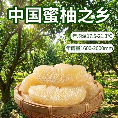 现货梅州老品种白柚子老树白肉新鲜水果当季管溪蜜柚碌柚非沙田柚优惠商品图片