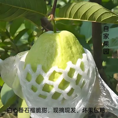 广东脆甜正宗芭乐白心低糖水果应季新鲜现摘番石榴