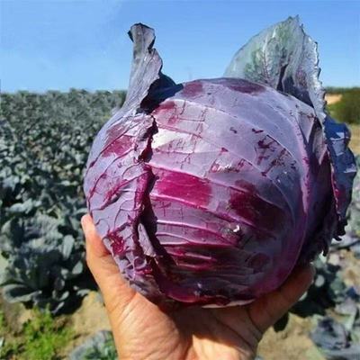 甘肃紫甘蓝脆嫩爽口可生吃凉拌炒菜轻食沙拉专用时令蔬菜高原夏菜