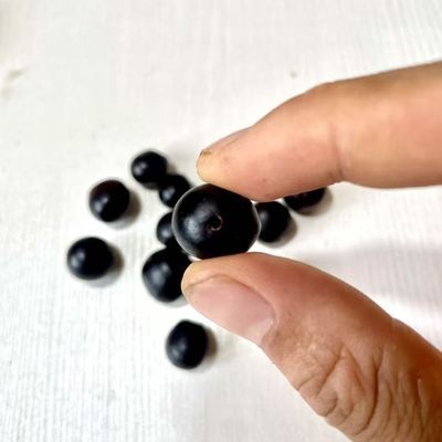 已打孔无患子原籽佛珠鬼见愁手串手持散珠手工