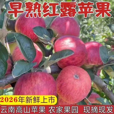云南昭通樱桃小苹果当季新鲜采摘脆甜水果冰糖心红露苹果彩箱包邮优惠商品图片