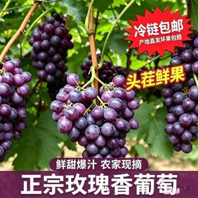 老品种正宗玫瑰香当季现摘葡萄浓甜爆汁花香浓郁新鲜整箱优惠商品图片