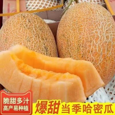【彩箱】哈密瓜金色年华当季新鲜网纹整箱蜜瓜水果黄金蜜
