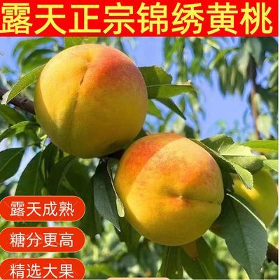 【正宗山东露天锦绣黄桃】当季黄桃新鲜水果黄金桃子黄油桃应季