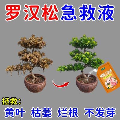 【黄叶急救】罗汉松专用营养液叶枯病黄叶干尖催芽罗汉松专用肥料