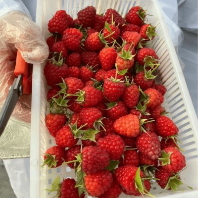 新鲜红树莓刺泡黑树莓鲜果覆盆子高端水果小孩顺冷链网红莓类水果优惠商品图片