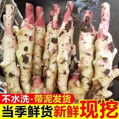 带箱5斤广西嫩姜芽新鲜嫩姜仔姜嫩芽头生姜手指红芽姜醋泡姜