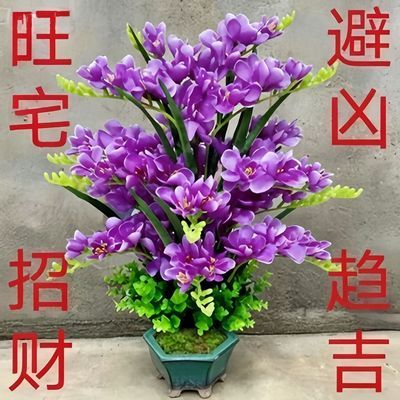 【十里飘香】懒人新品清香玉球根兰花盆栽花卉大全耐寒四季开花