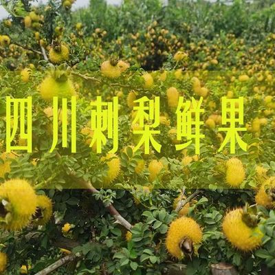 四川精选刺梨果新鲜富含维C应季水果现摘泡水泡酒榨汁 生吃金黄果优惠商品图片