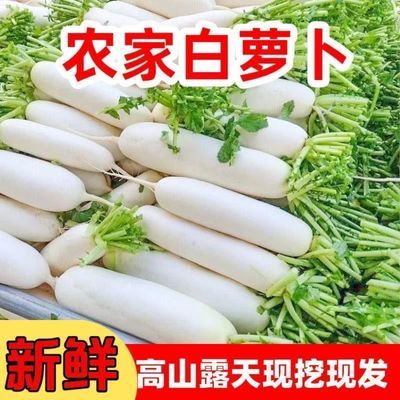 直发农家白萝卜新鲜大果生吃甜脆蔬菜水果萝卜泡菜现摘现发纯天然