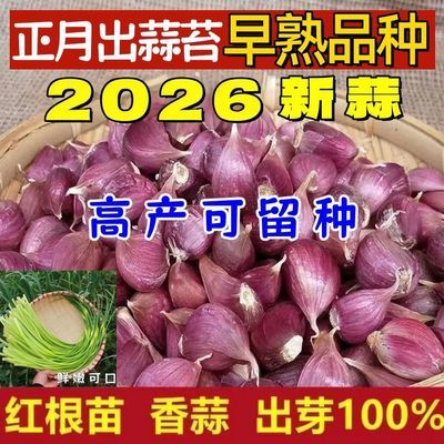 【正月出蒜苔】2026正宗红皮大蒜出蒜苗蒜苔本地土大蒜高产香辣