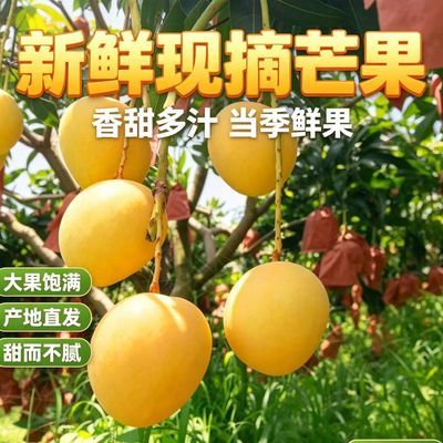 正宗云南热农芒果当季新鲜薄皮黄皮芒果澳芒水果批发整箱包邮