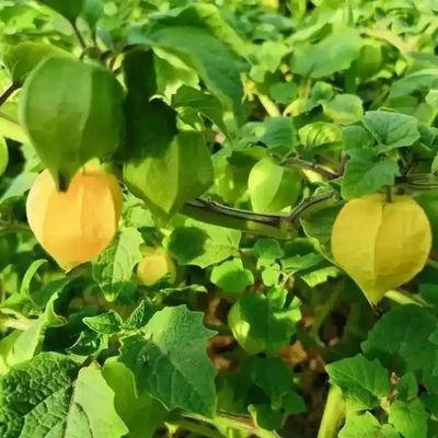 正宗东北特产小金豆姑娘果灯笼果薄皮新鲜一整箱批发价格优惠商品图片