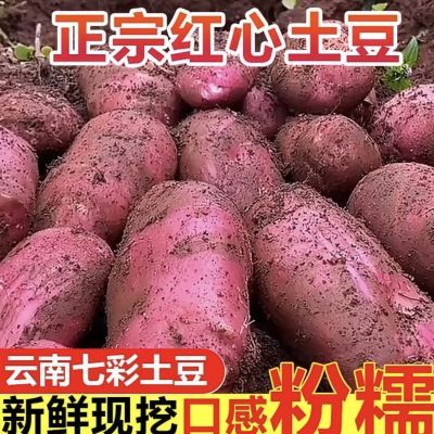【爆粉爆糯】红皮黄心土豆正宗云南当季新鲜蔬菜马铃薯红皮土豆