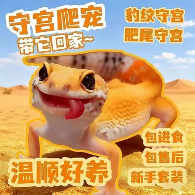 豹纹守宫异宠活体蜥蜴新手入门温顺可爱爬宠无毒懒人宠物网红爬宠