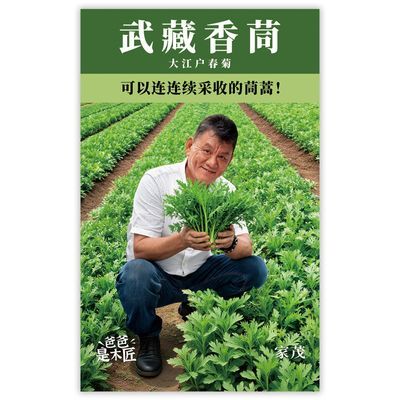 中叶茼蒿武藏香茼种子皇帝菜蔬菜种子阳台种植优惠商品图片
