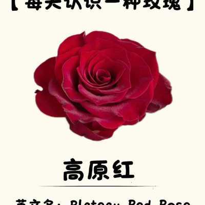 中通冷链】云南基地直发高原红玫瑰酒杯丝绒质感鲜切花20支包邮优惠商品图片