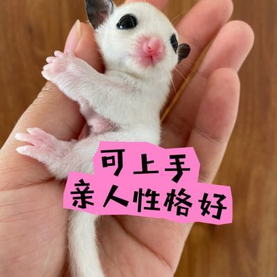蜜袋鼯幼体澳洲幼崽活物便宜蜜袋鼯飞鼠桌面小宠物便宜蜜袋鼯活宠