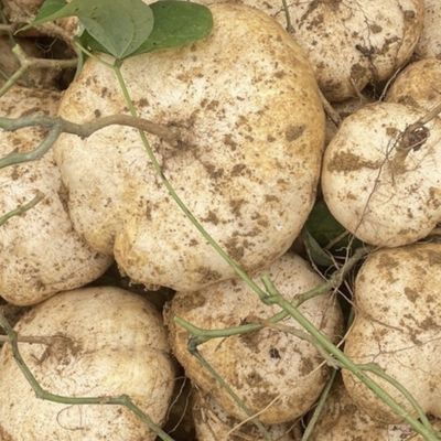 贵州安顺农家自种黄沙土地萝卜凉薯清甜多汁现挖现发优惠商品图片