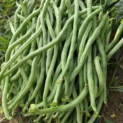 架豆王无筋豆豆角无丝豆现摘新鲜现发蔬菜云南农家无筋豆露天种植